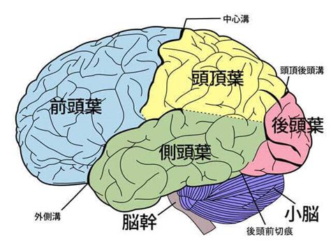 頭 位置|脳の構造と部位別の機能についてわかりやすく解説